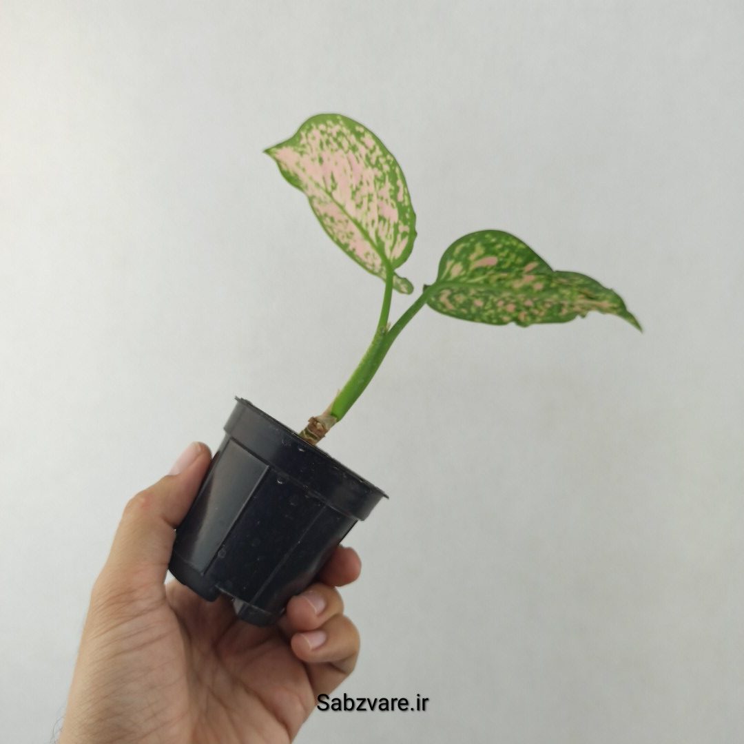 آگلونما رنگی (25537) - Image 3