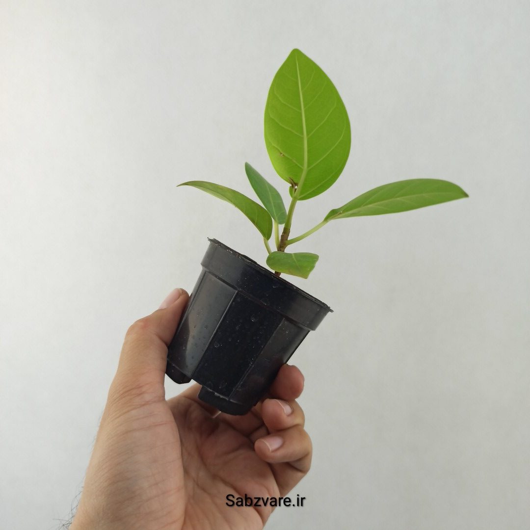 فیکوس آلتیسیما (25538) - Image 3