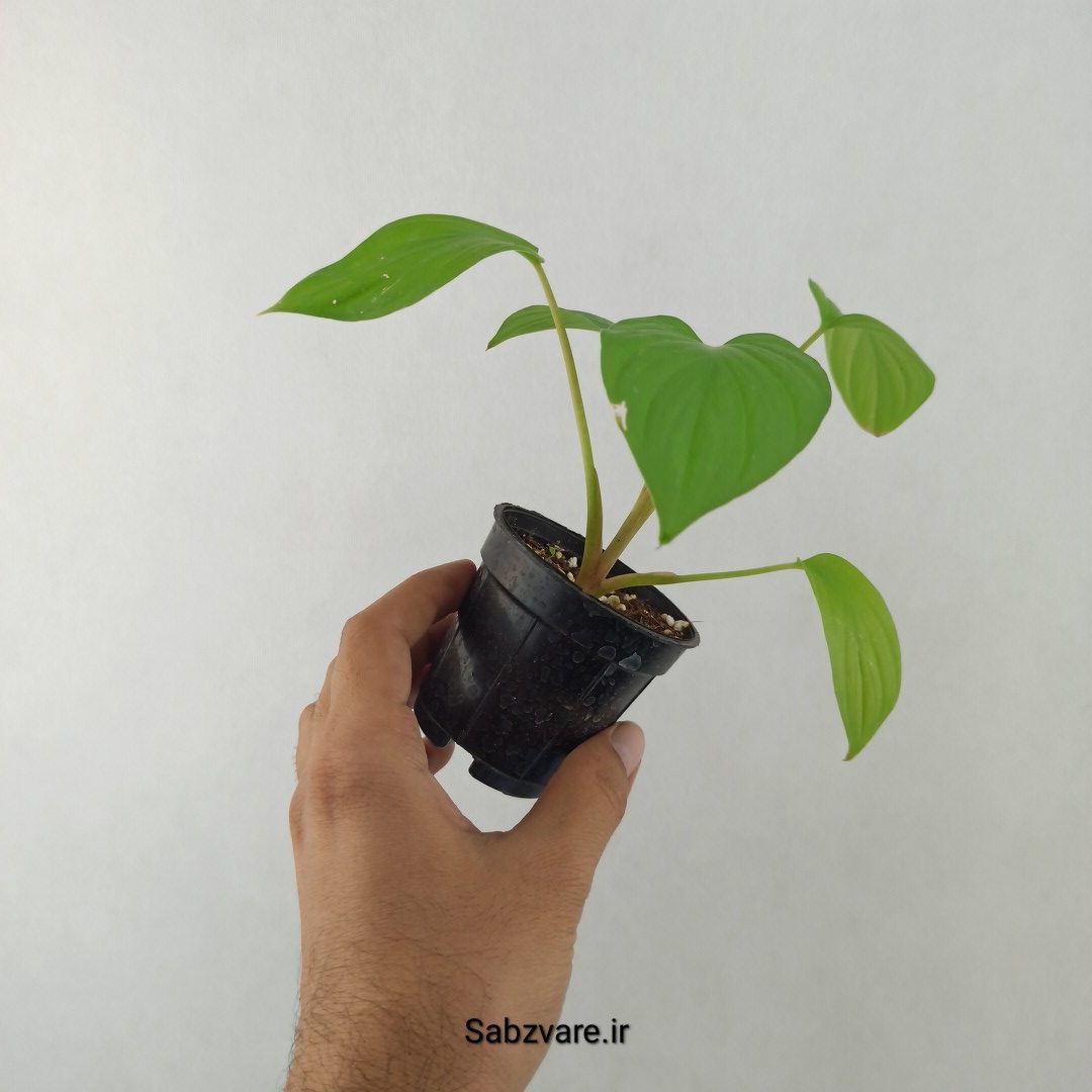 هومالومنا مگی (25541)