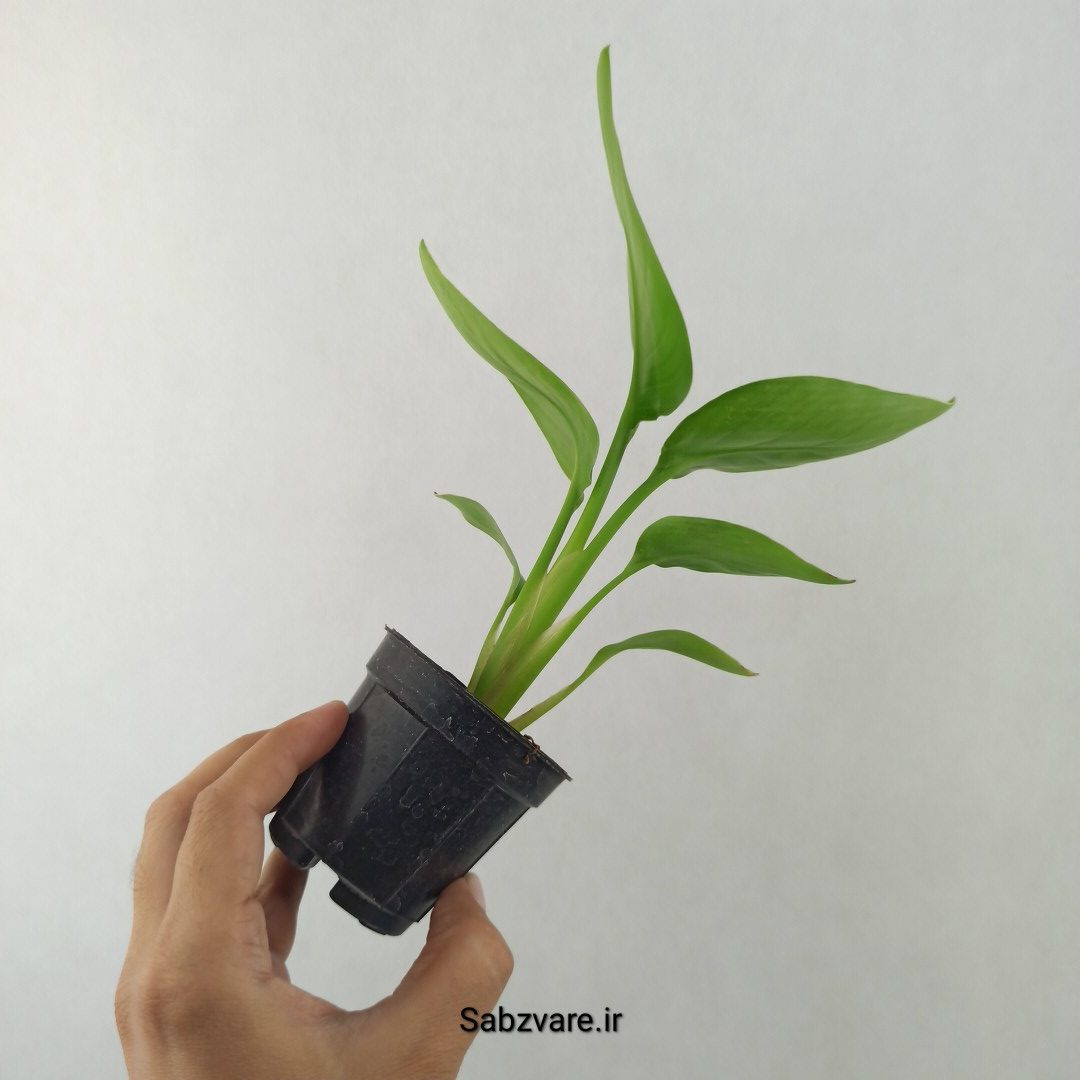 استرلیتزیا نیکولای (25543) - Image 3