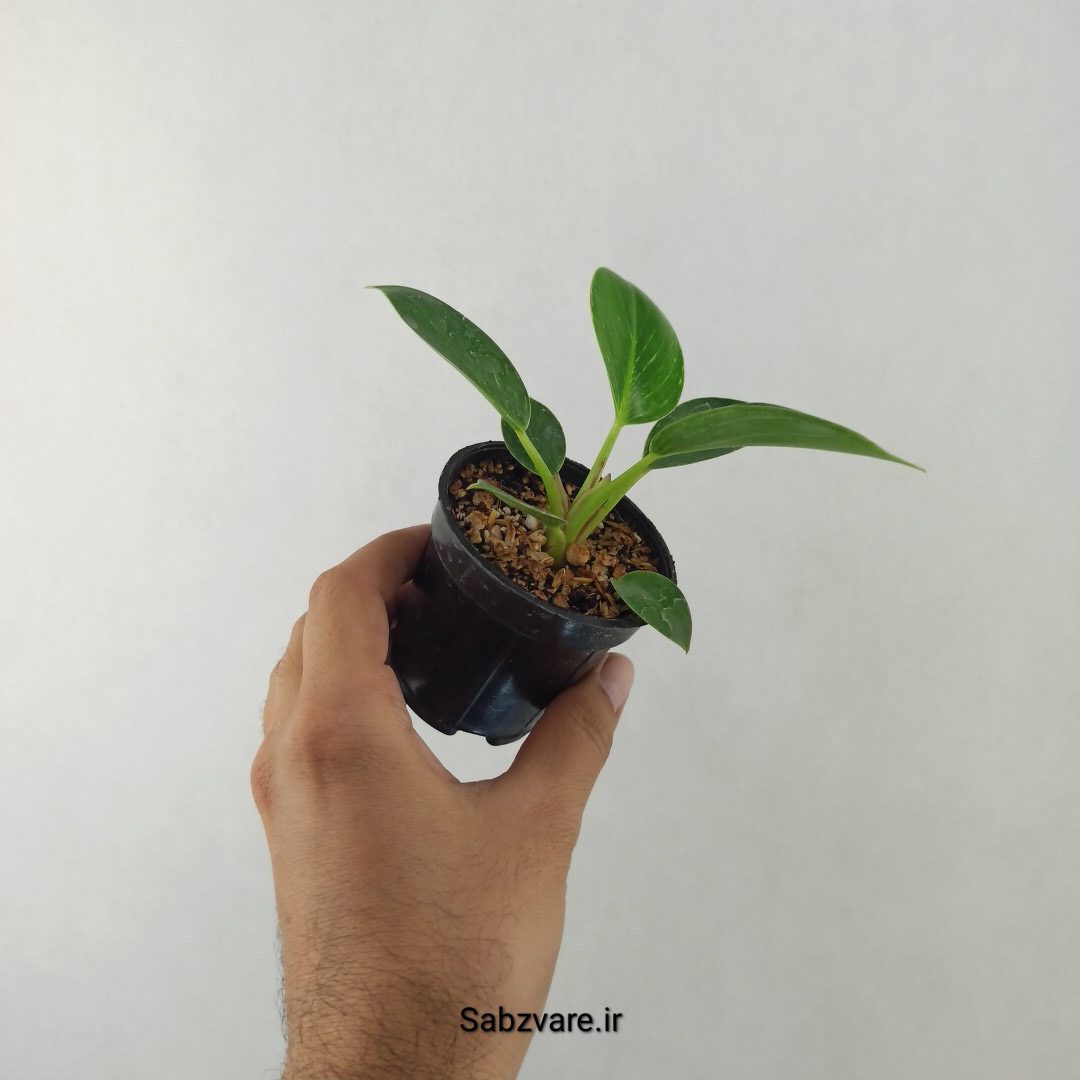فیلودندرون برکین (25544)