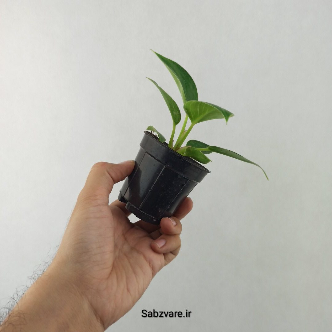 فیلودندرون برکین (25544) - Image 2