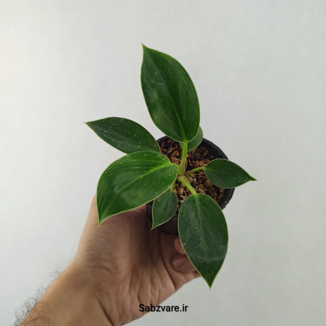 فیلودندرون برکین (25544) - Image 3
