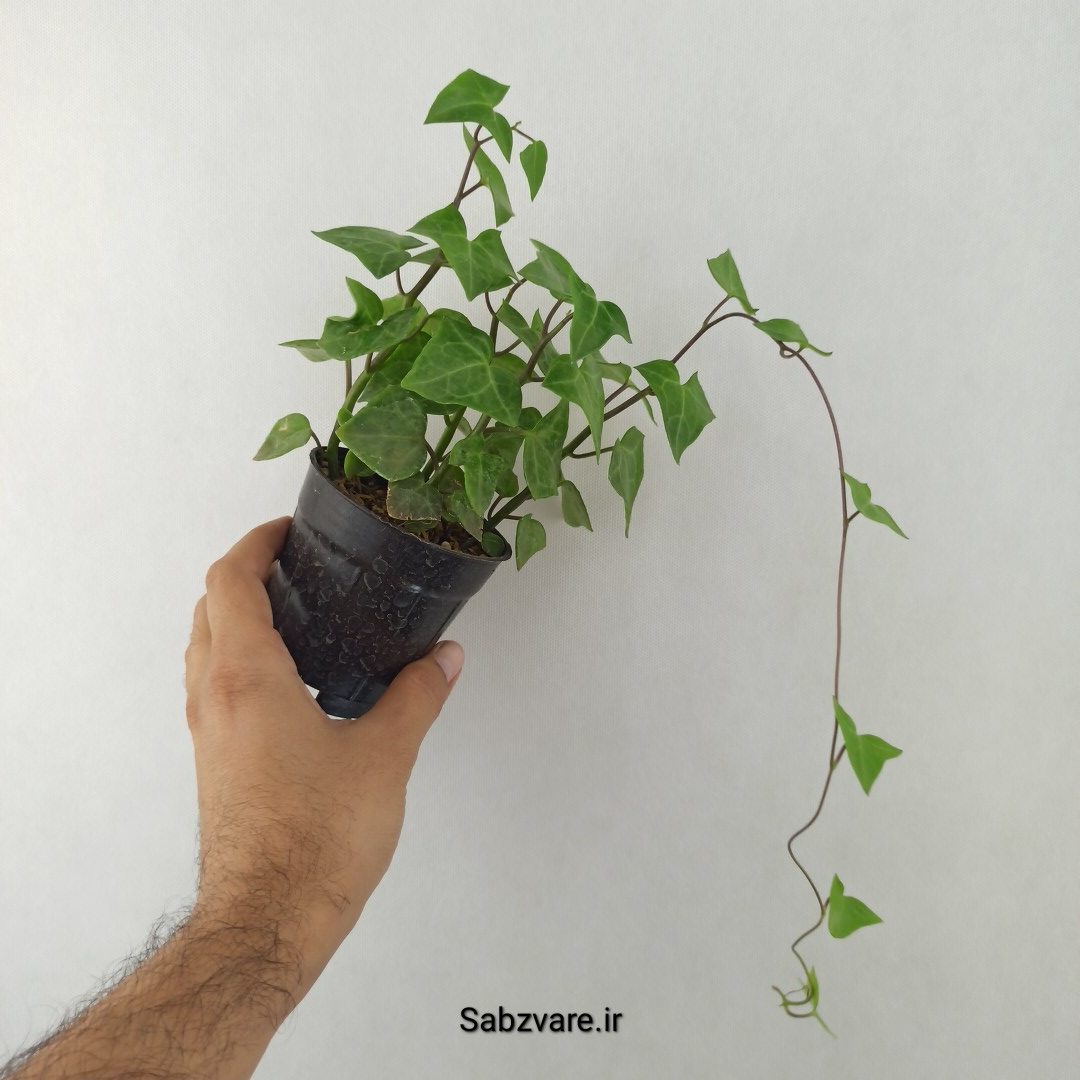 سنسیو ماکروگلسوس سبز (25547)