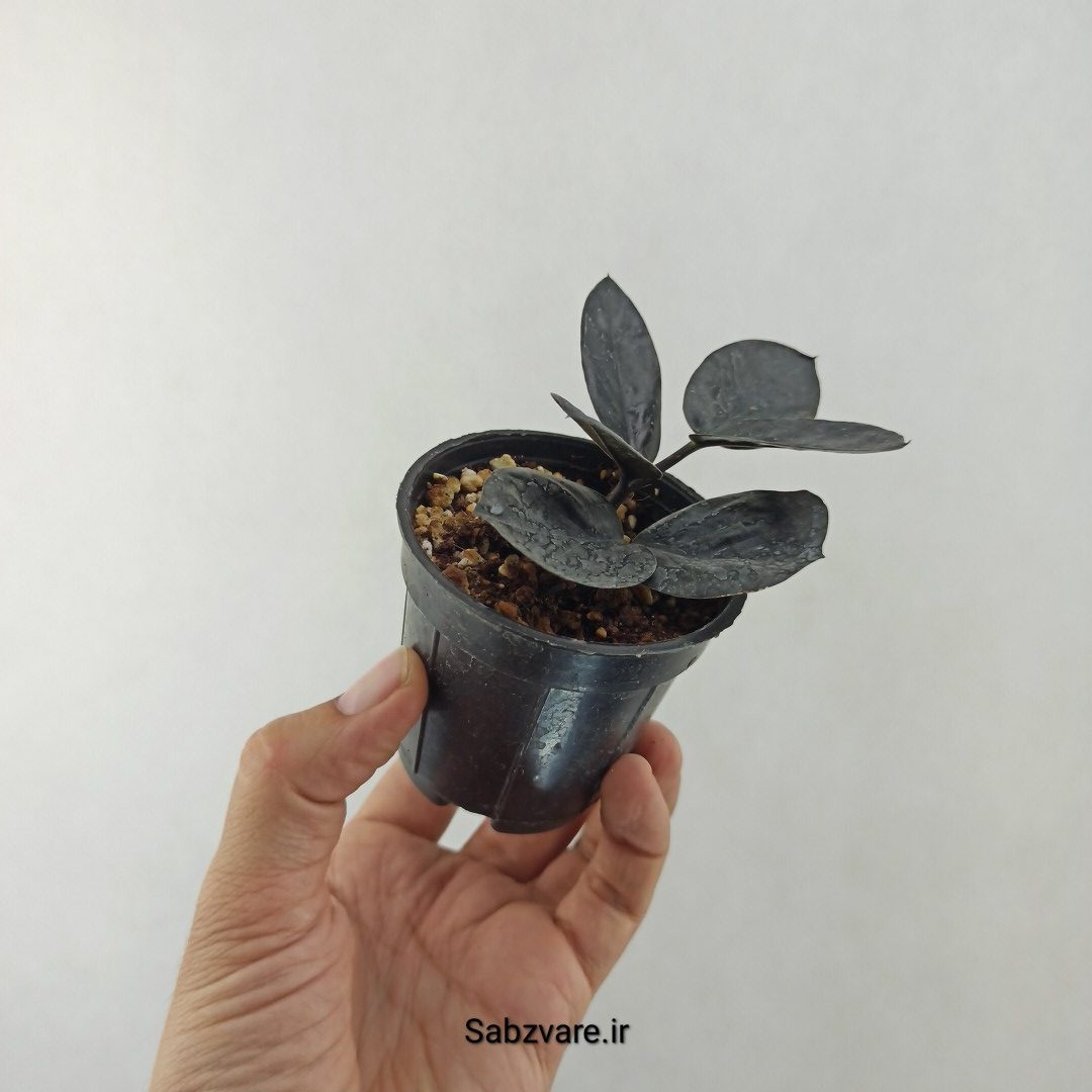 زامیفولیا بلک (25549) - Image 3