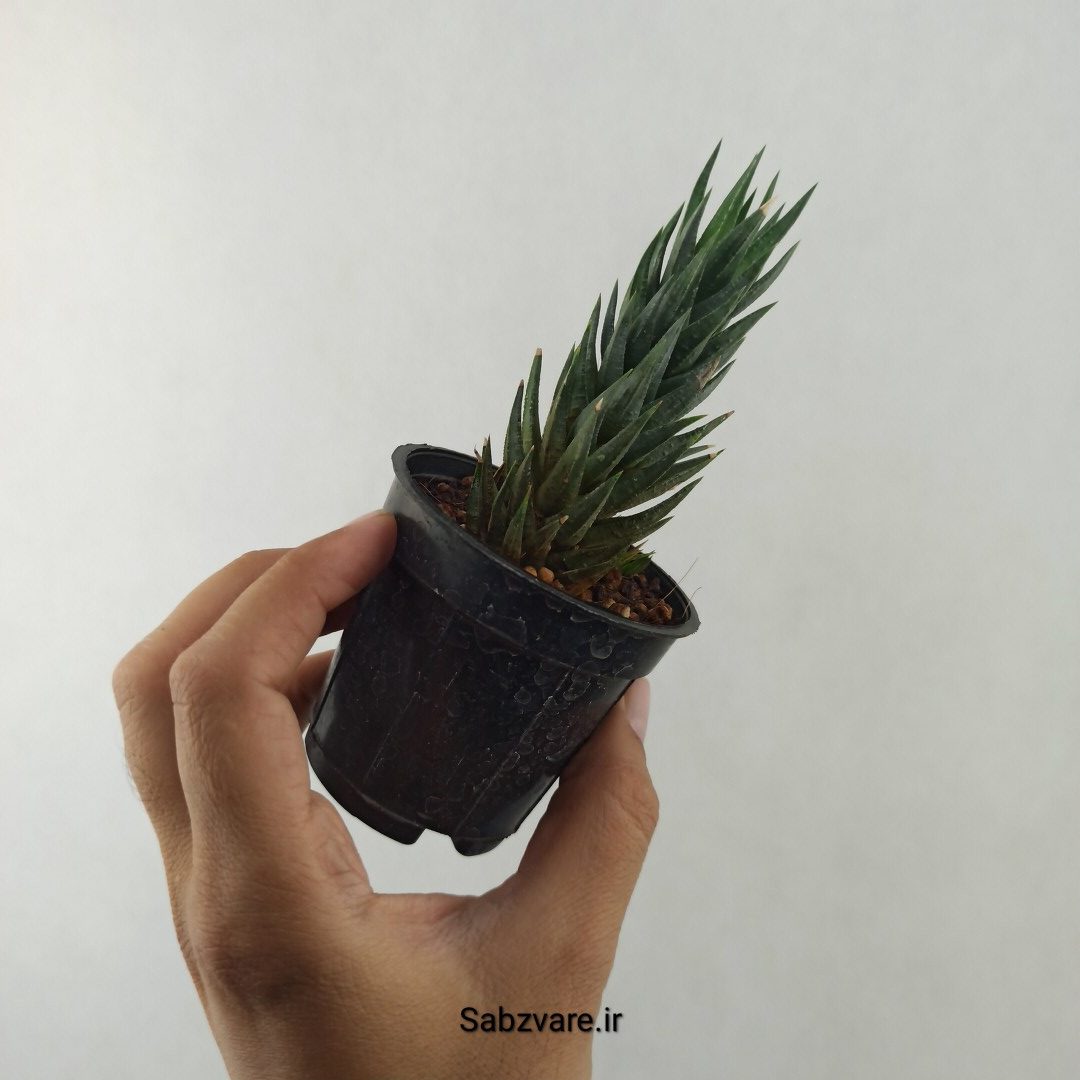 هاورتیا گلائوکا (25551) - Image 3