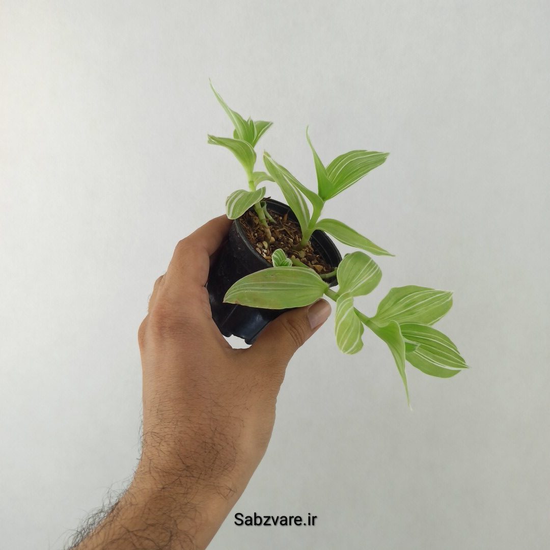 برگ بیدی ابلق (25561)