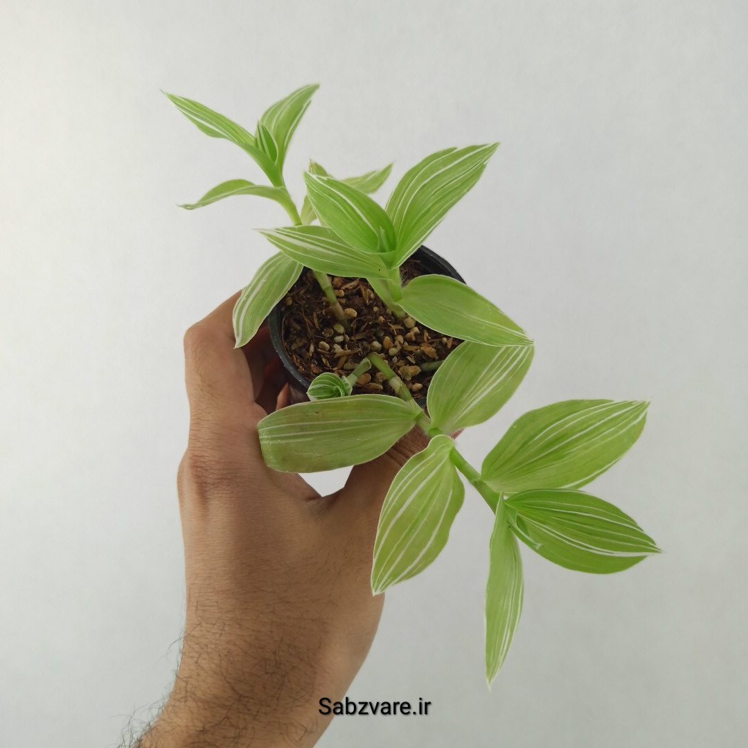 برگ بیدی ابلق (25561) - Image 2