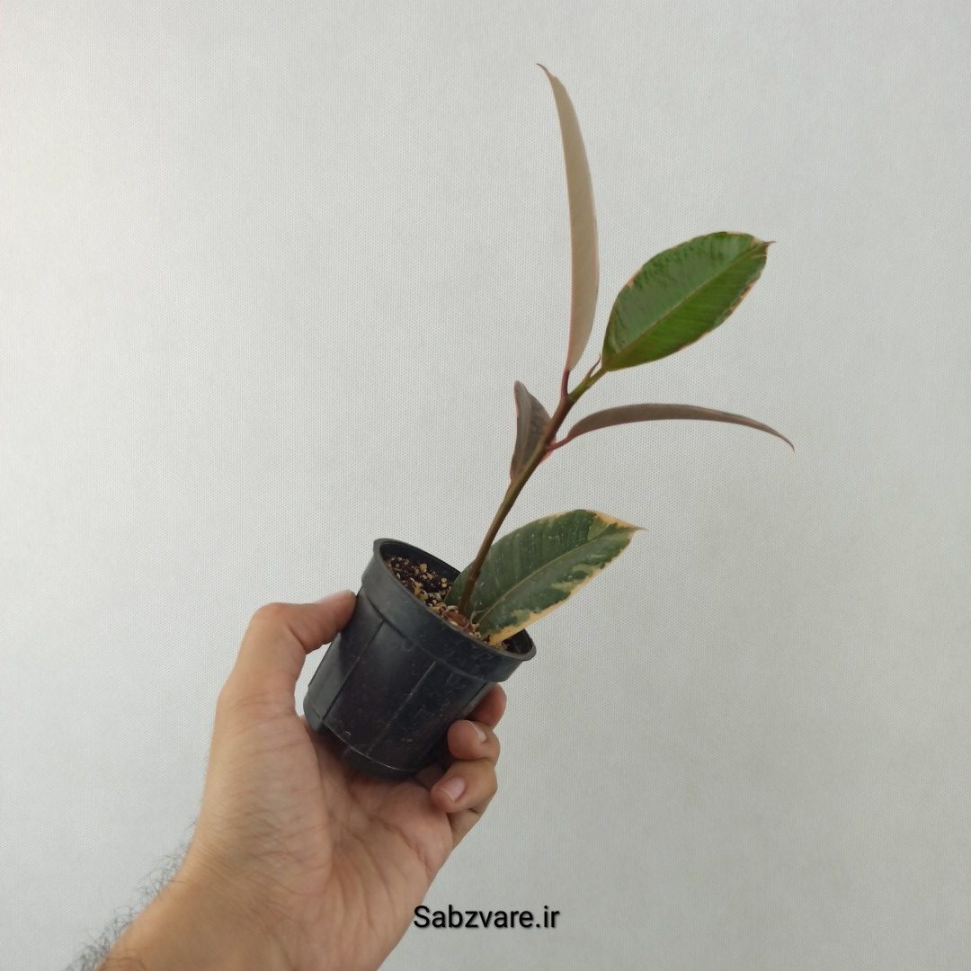 فیکوس شرابی (25562)