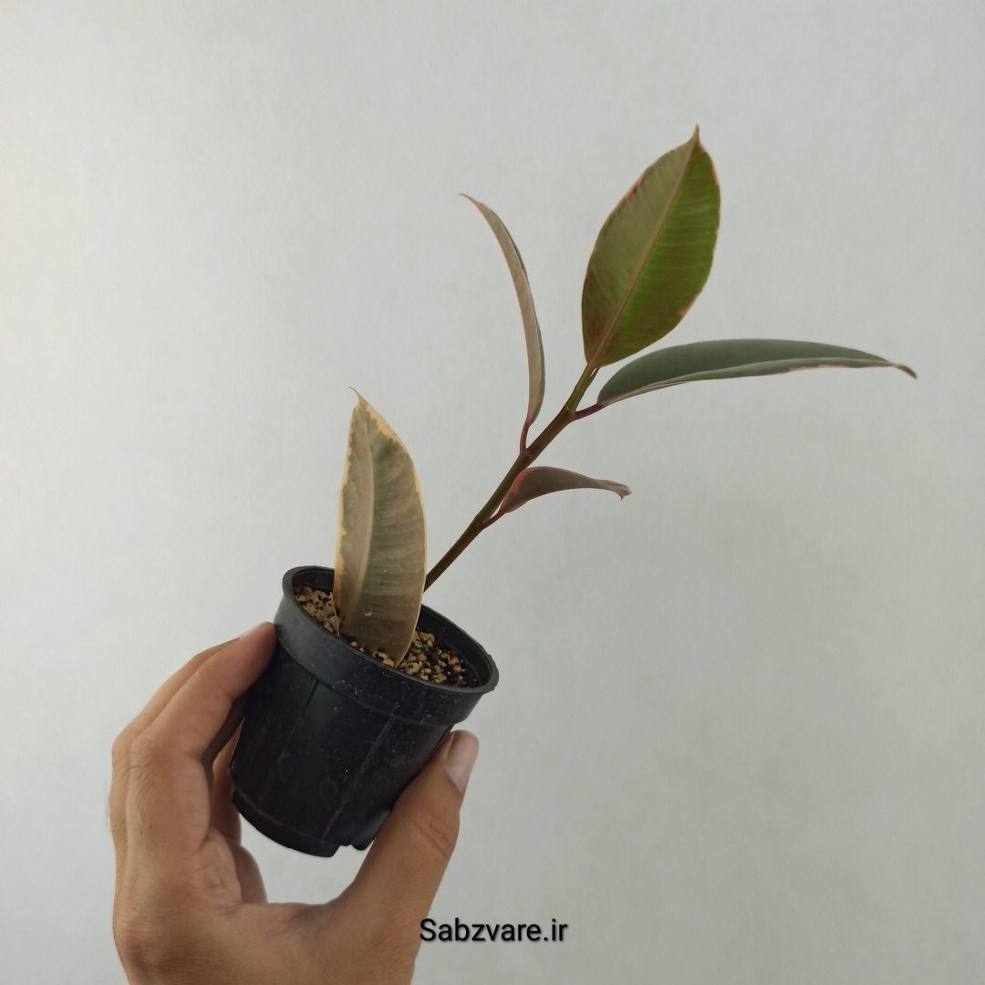 فیکوس شرابی (25562) - Image 3