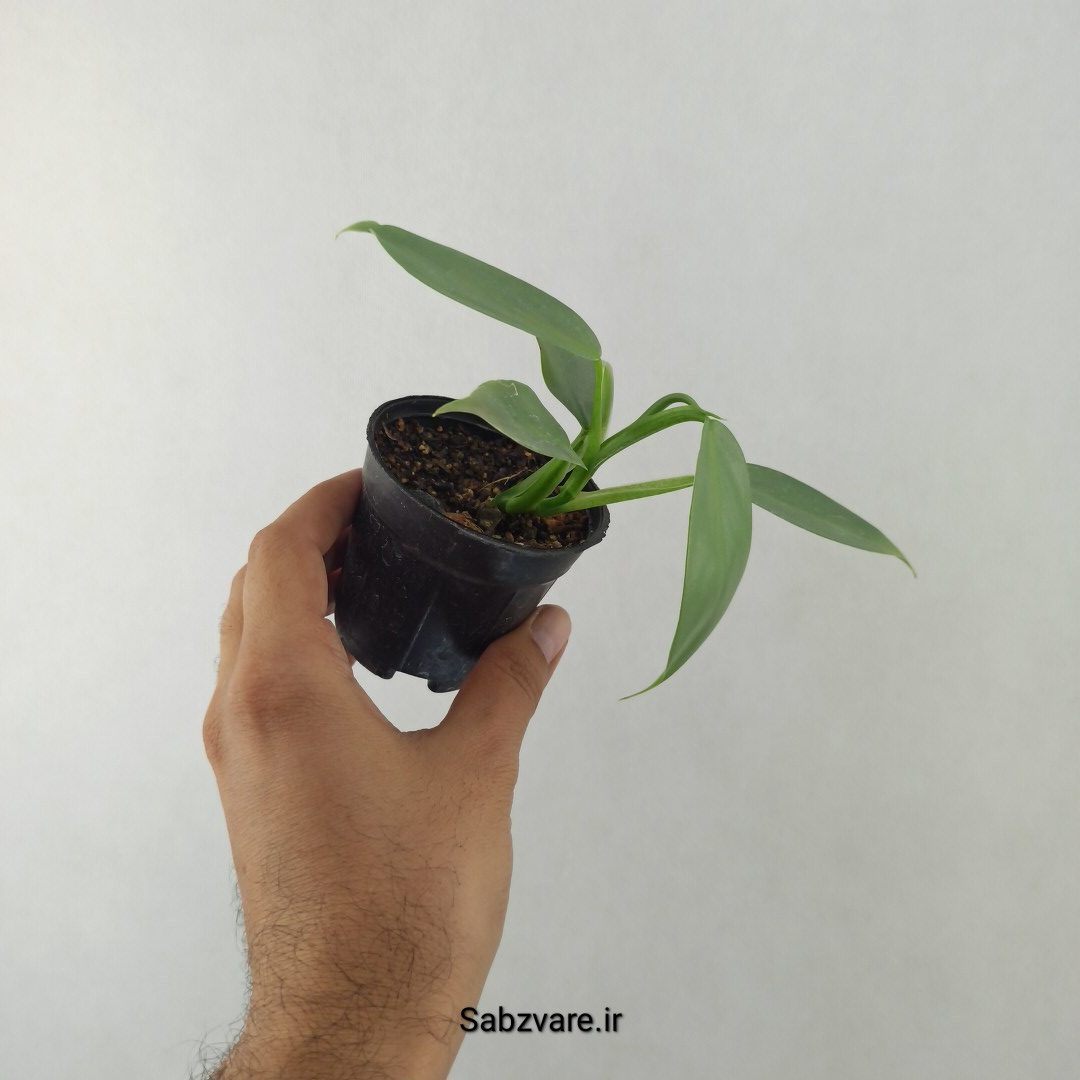 فیلودندرون سیلور سوورد (25565)