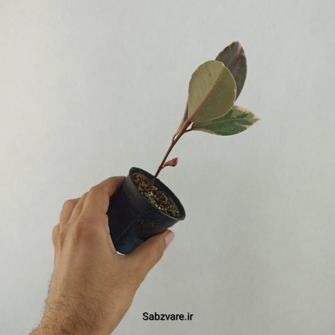 فیکوس شرابی (25571)