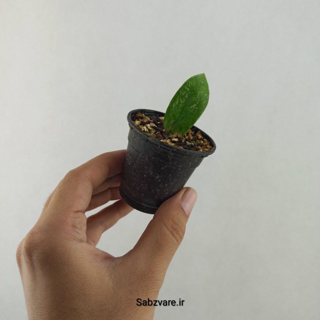 برگ غده دار زامیفولیا ابلق (25575)