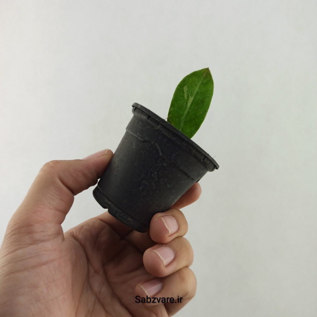 برگ غده دار زامیفولیا ابلق (25575) - Image 3