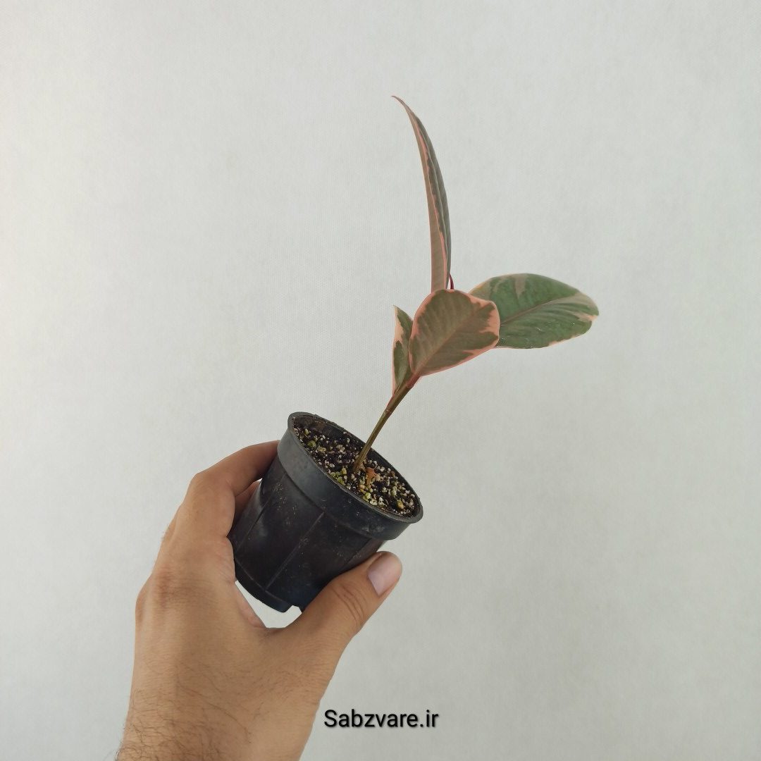 فیکوس شرابی (25585)