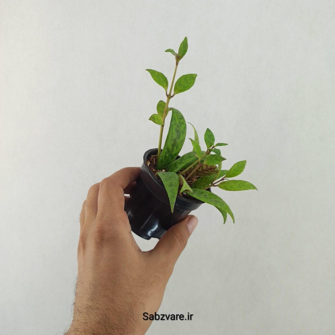 آشیانتوس لانگیکالیس (25591)
