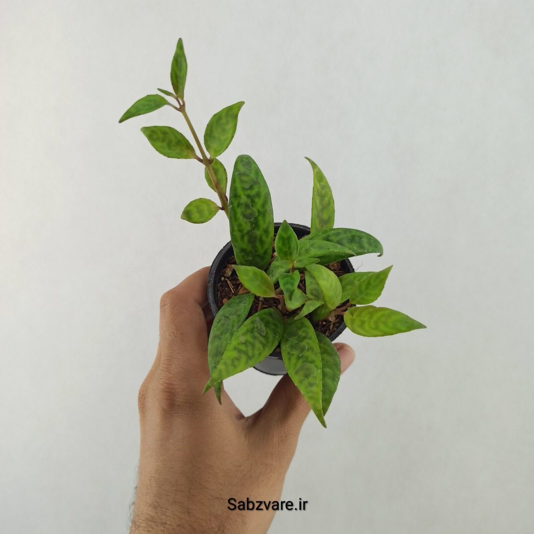 آشیانتوس لانگیکالیس (25591) - Image 2