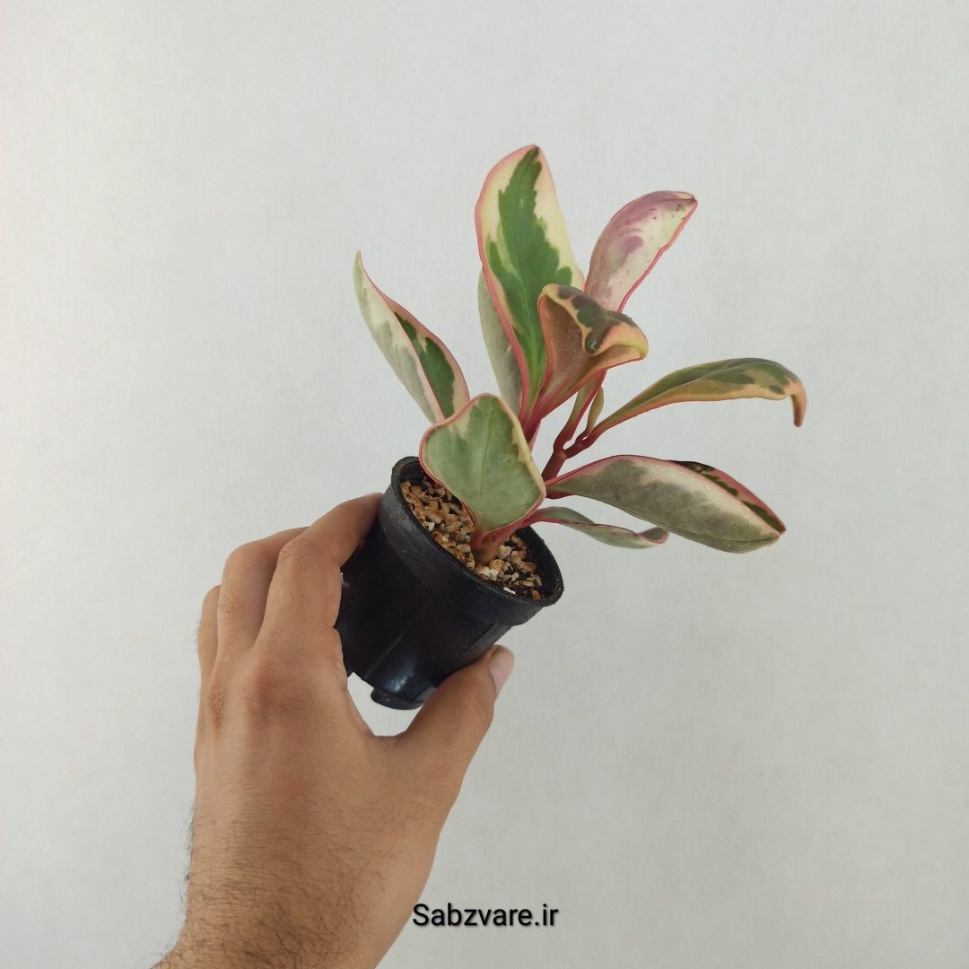 برگ قاشقی شرابی (25593)