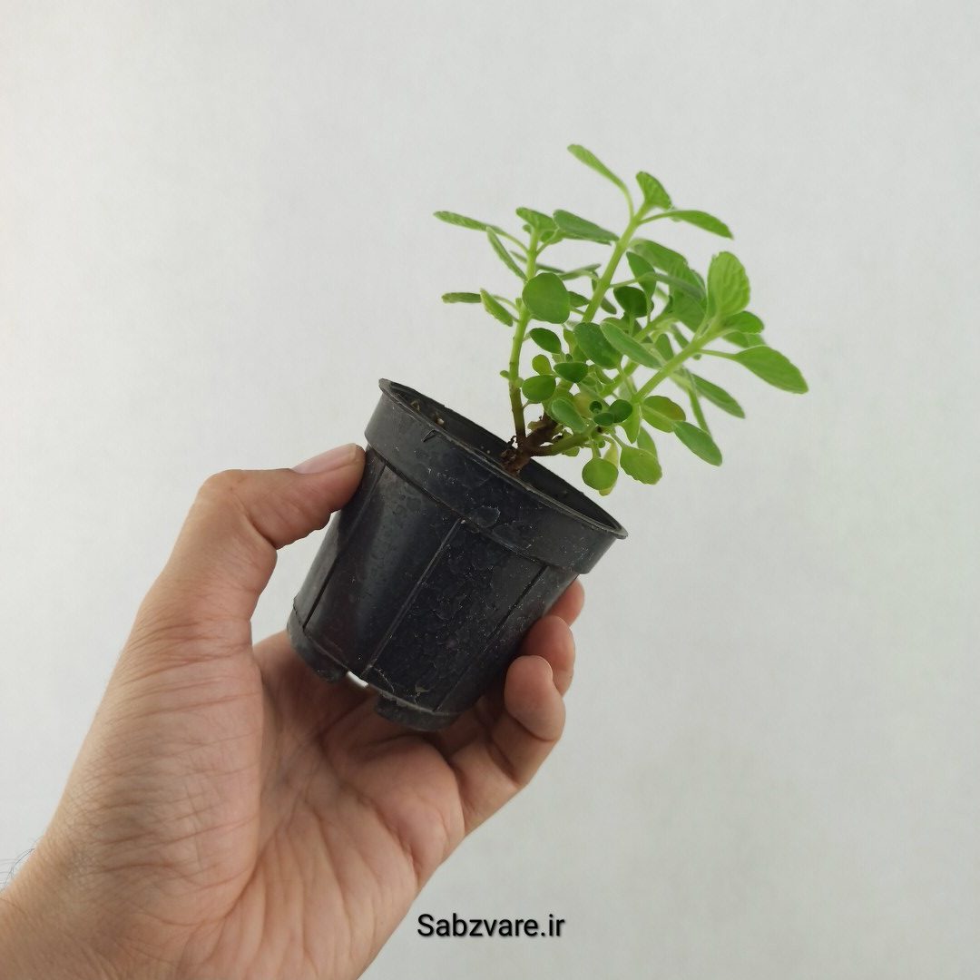 پلکترانتوس معطر (25604) - Image 3