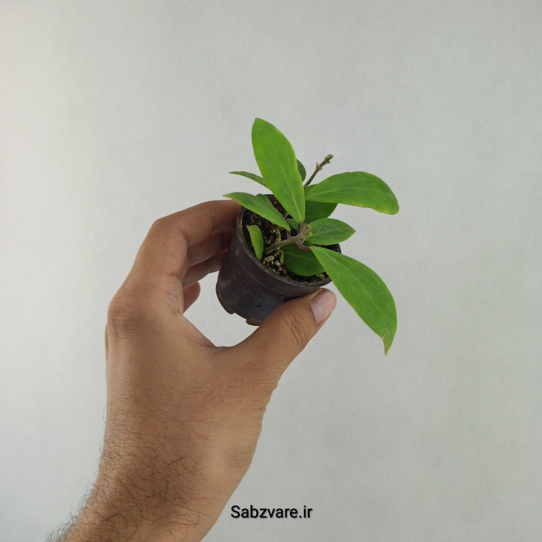 هویا کامفورفولیا (25613)