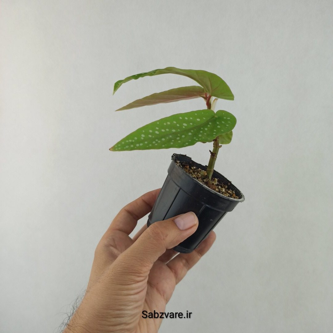 بگونیا آلبوپیکتا (25615)