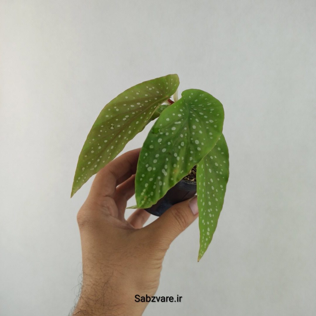 بگونیا آلبوپیکتا (25615) - Image 2