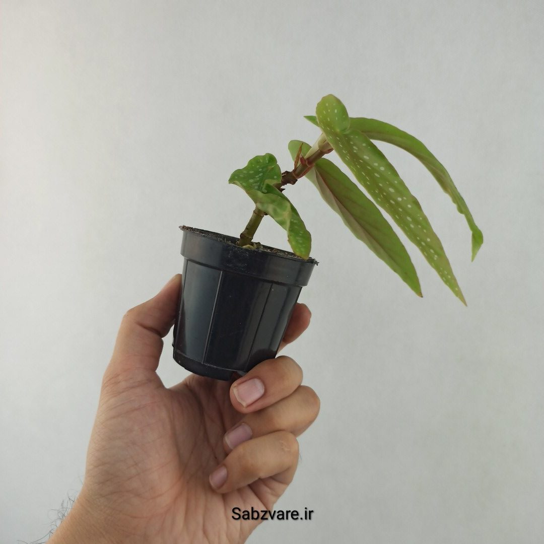 بگونیا آلبوپیکتا (25615) - Image 3