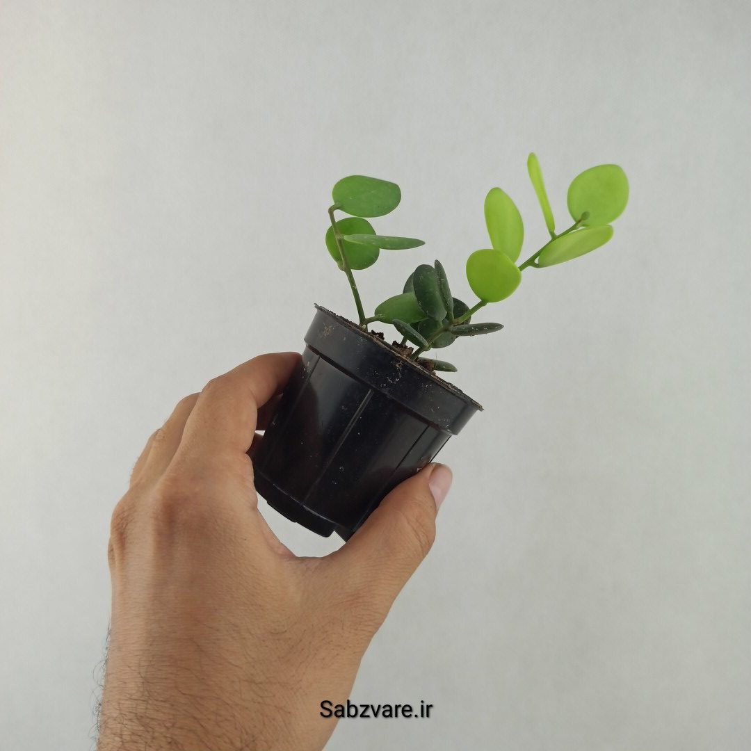 گیاه دلار (25636)