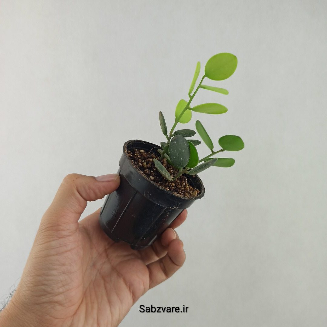 گیاه دلار (25636) - Image 3