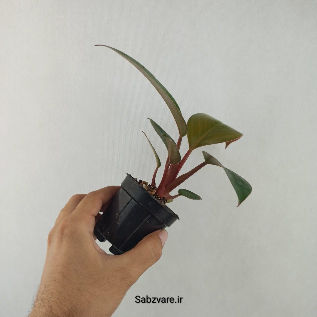 فیلودندرون رد بیوتی (25643)
