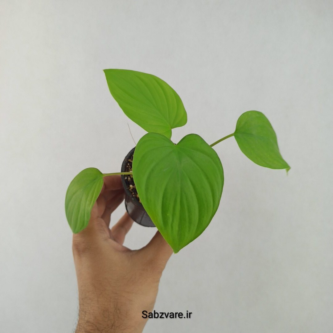 هومالومنا مگی (25652) - Image 2