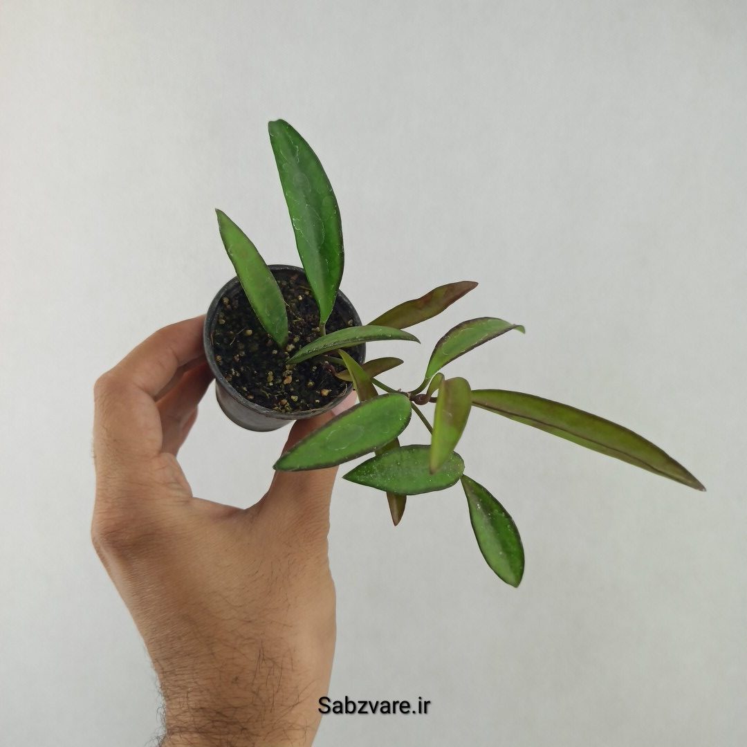 هویا کنتیانا سبز (25655) - Image 3