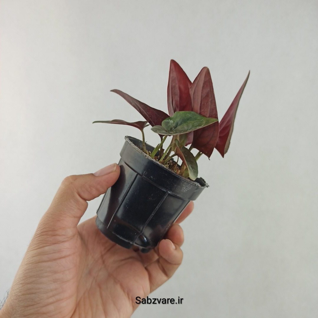 سینگونیوم بلک (25682) - Image 3