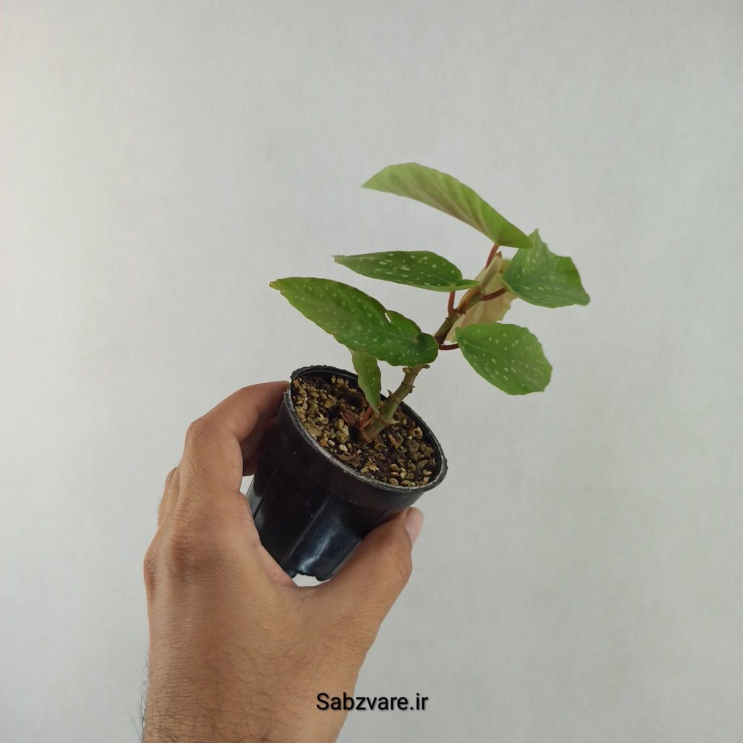 بگونیا آلبوپیکتا (25684)