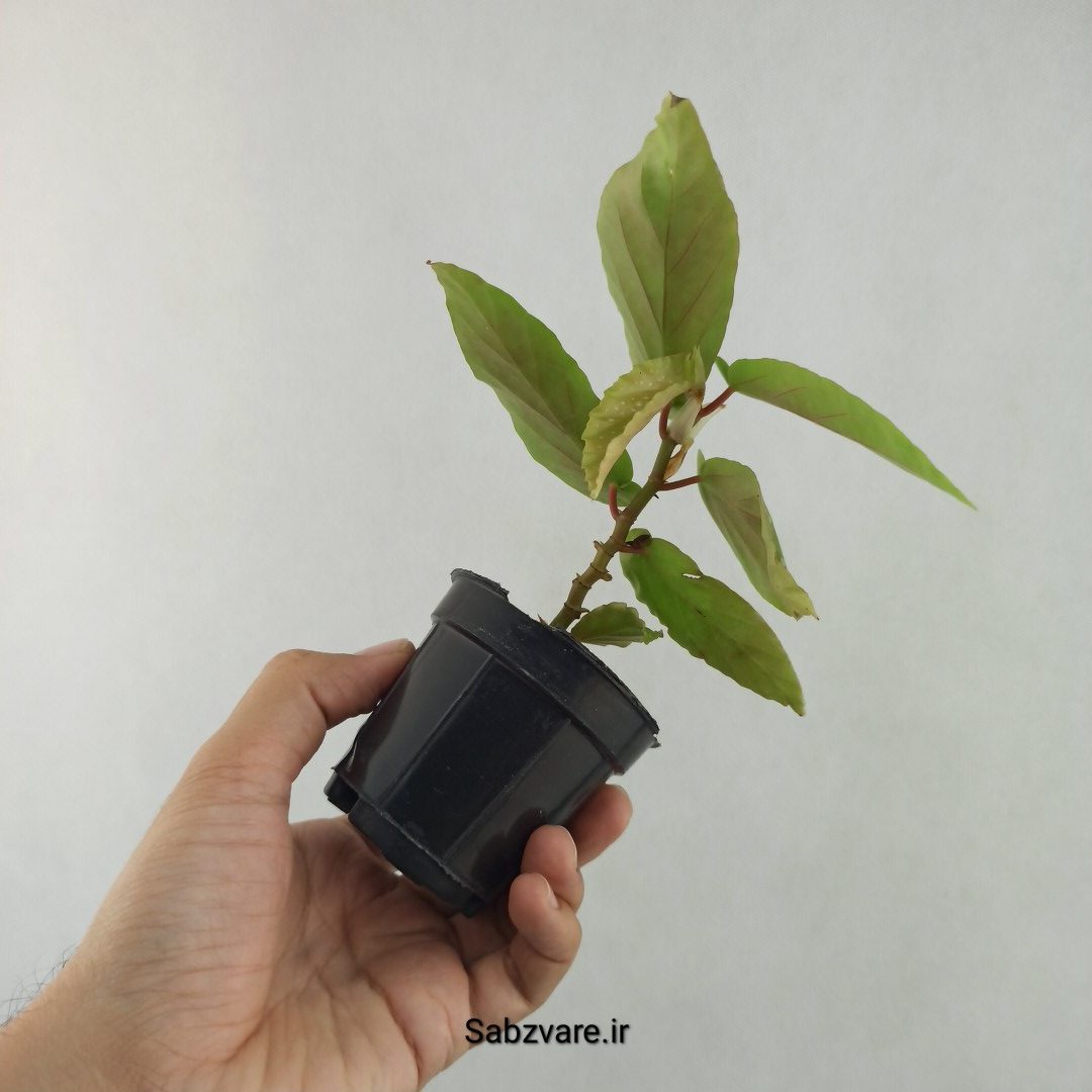بگونیا آلبوپیکتا (25684) - Image 3