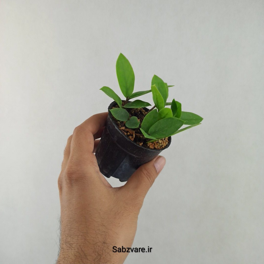 زامیفولیا سبز (چند بوته) (25694)