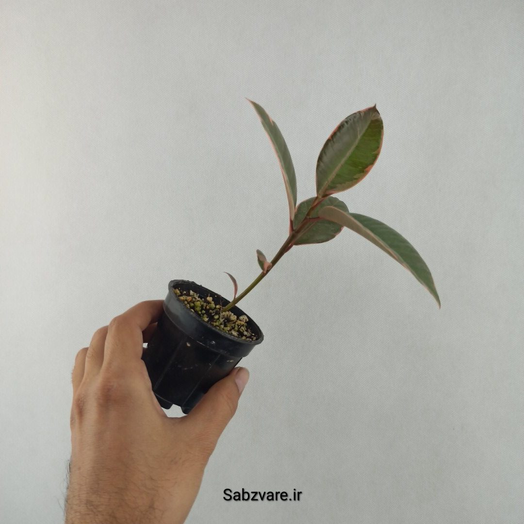 فیکوس شرابی (25704)