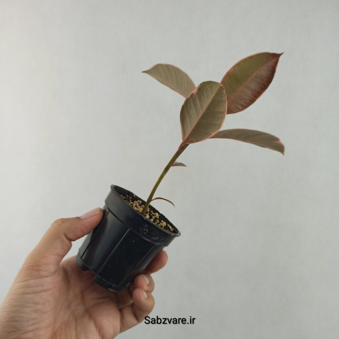 فیکوس شرابی (25704) - Image 3