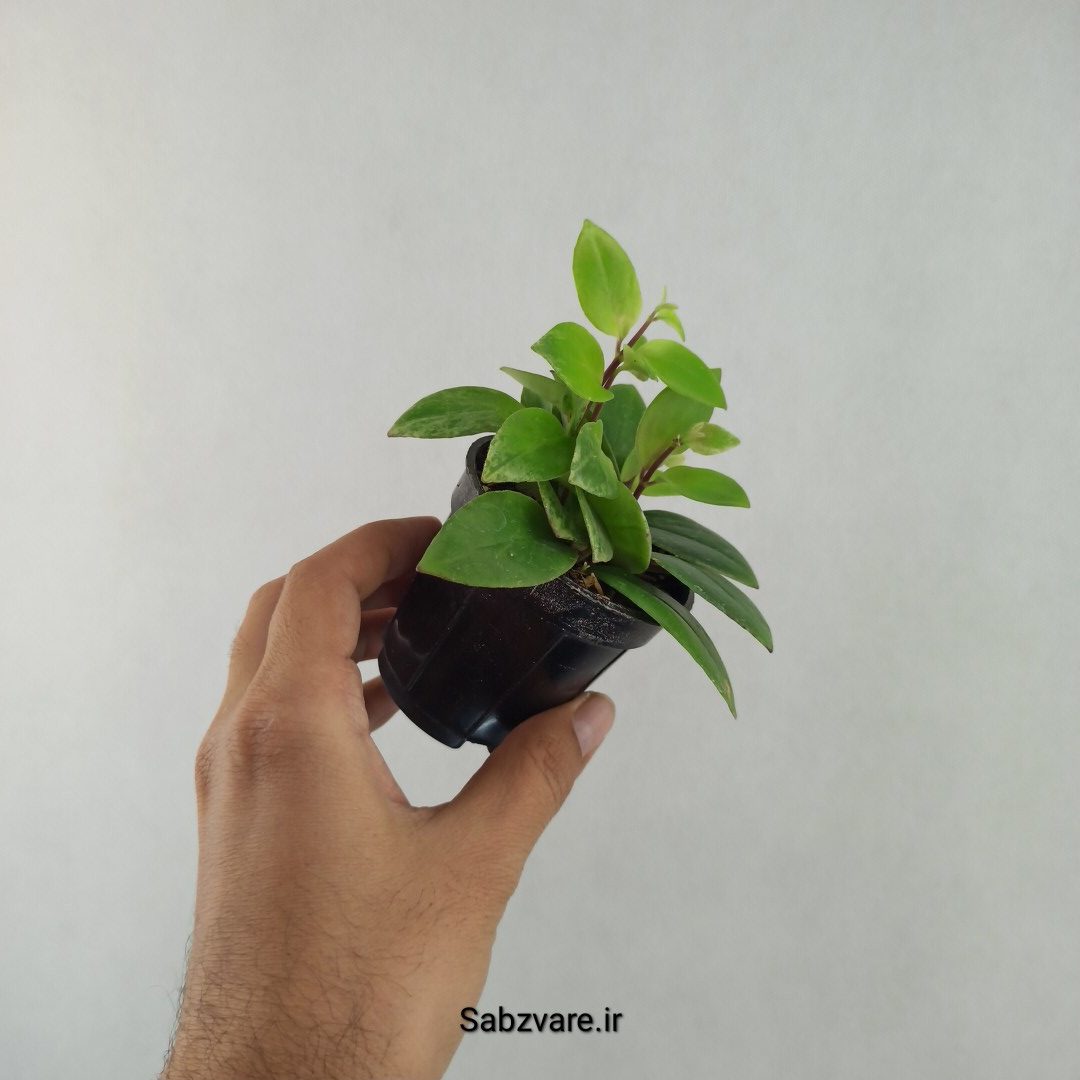 آشیانتوس رژ لبی ابلق (25708)