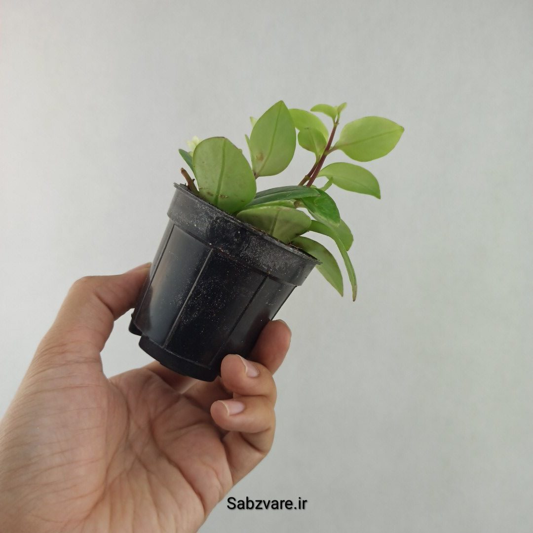 آشیانتوس رژ لبی ابلق (25708) - Image 3