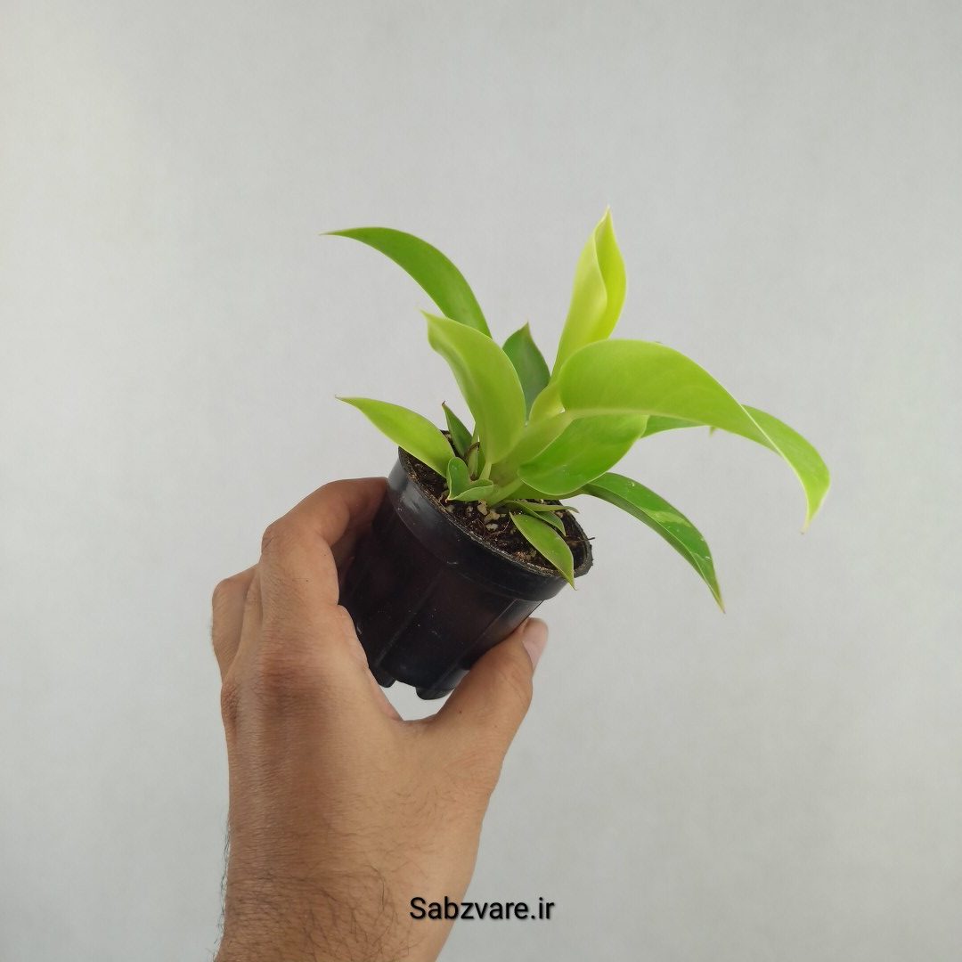 فیلودندرون لیمویی (25734)