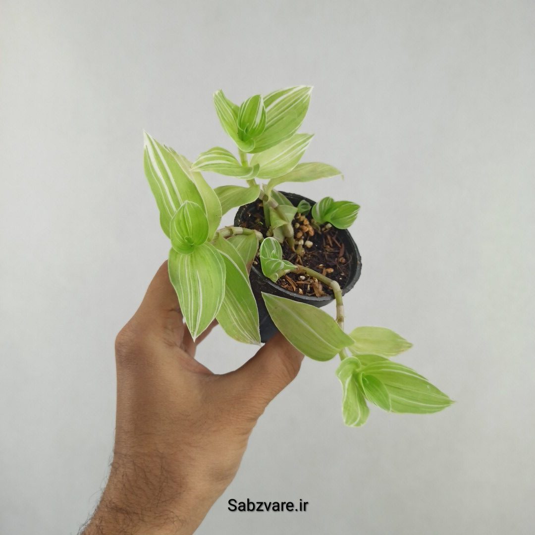 برگ بیدی ابلق (25735) - Image 3