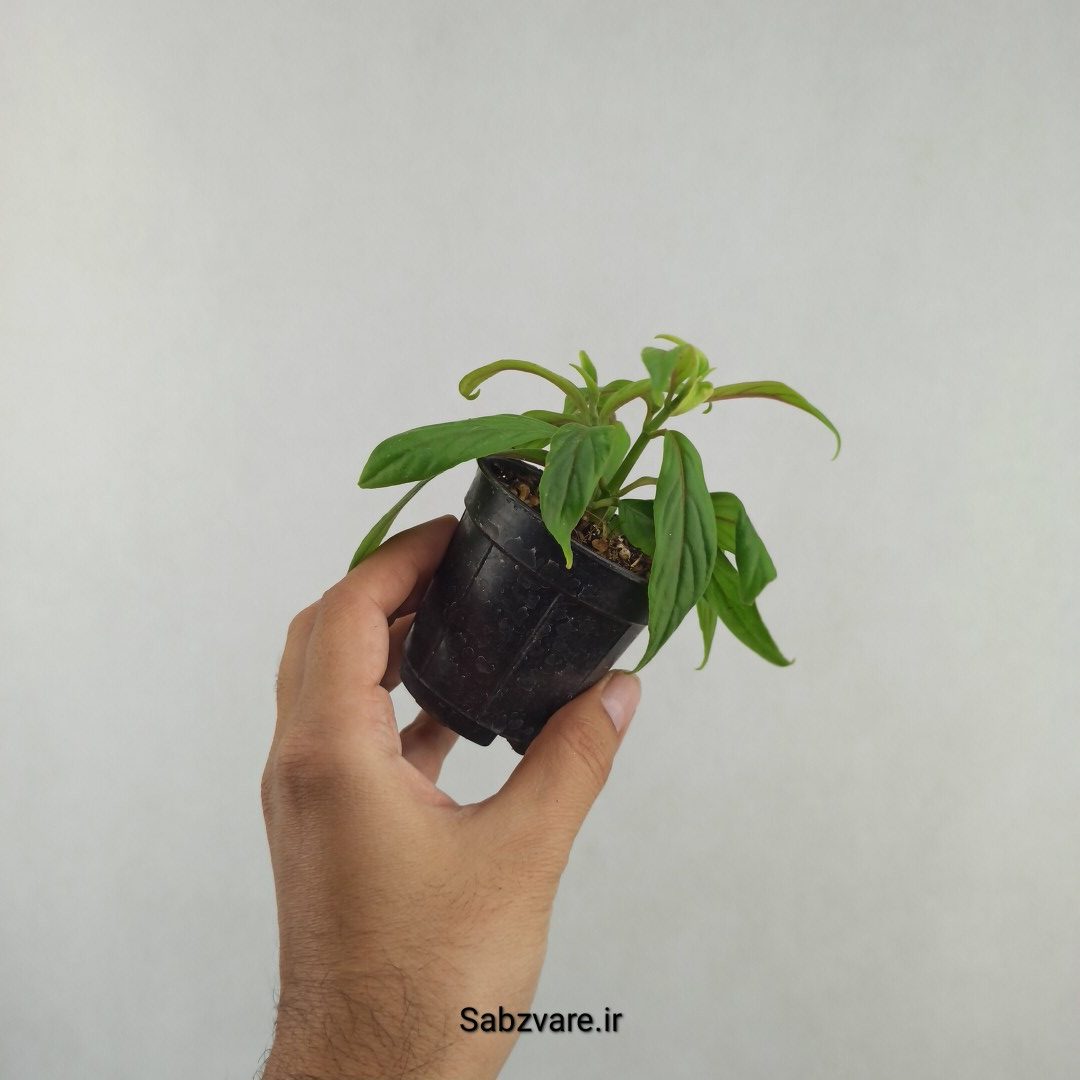 کلومنه آ (25737)