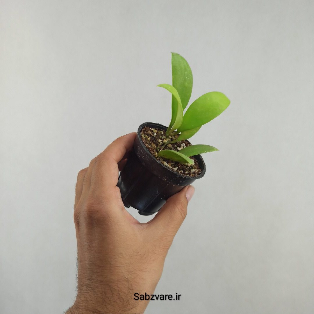 هویا میکرانتا (25739)
