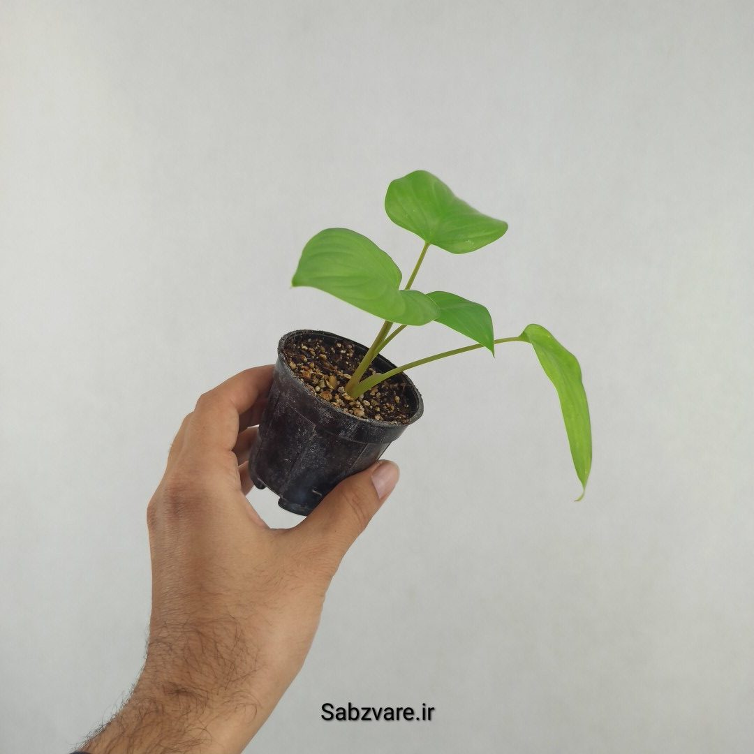 هومالومنا مگی (25740)