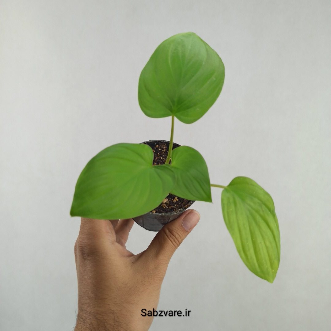 هومالومنا مگی (25740) - Image 2