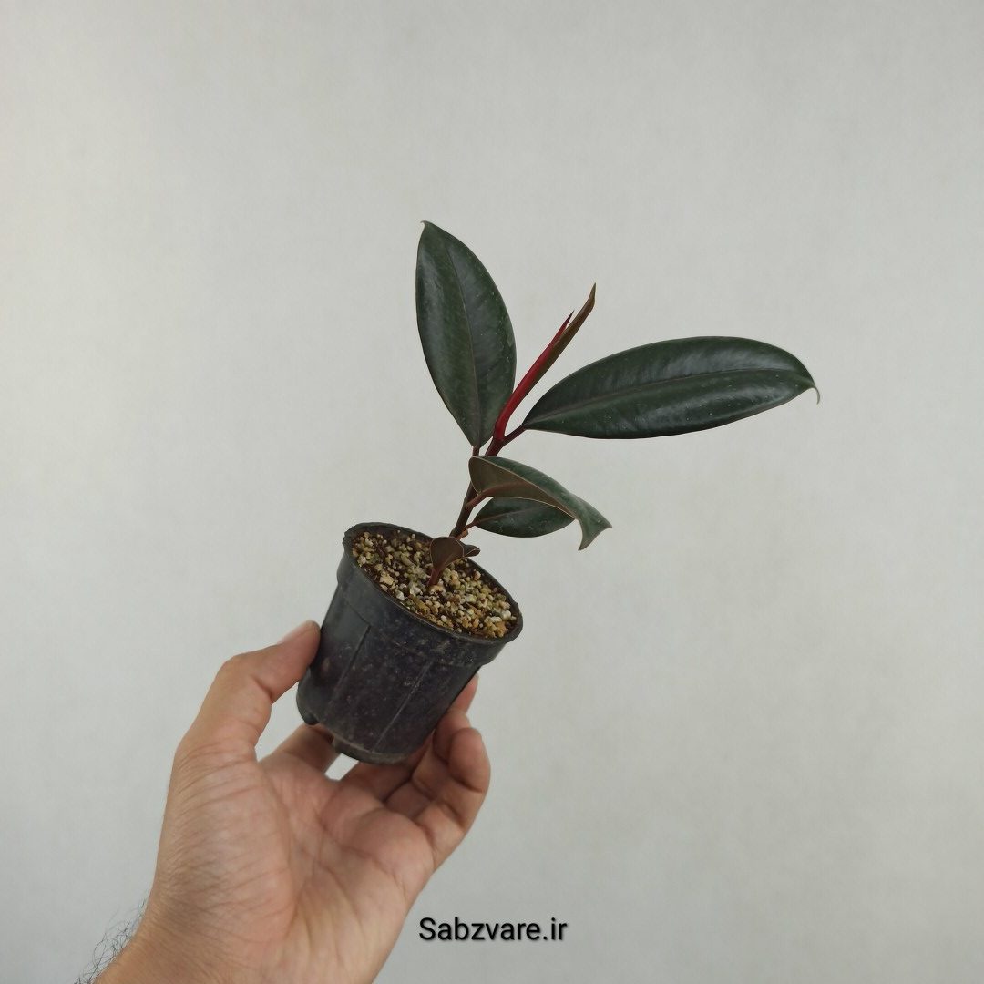 فیکوس سوپر بلک (25746)
