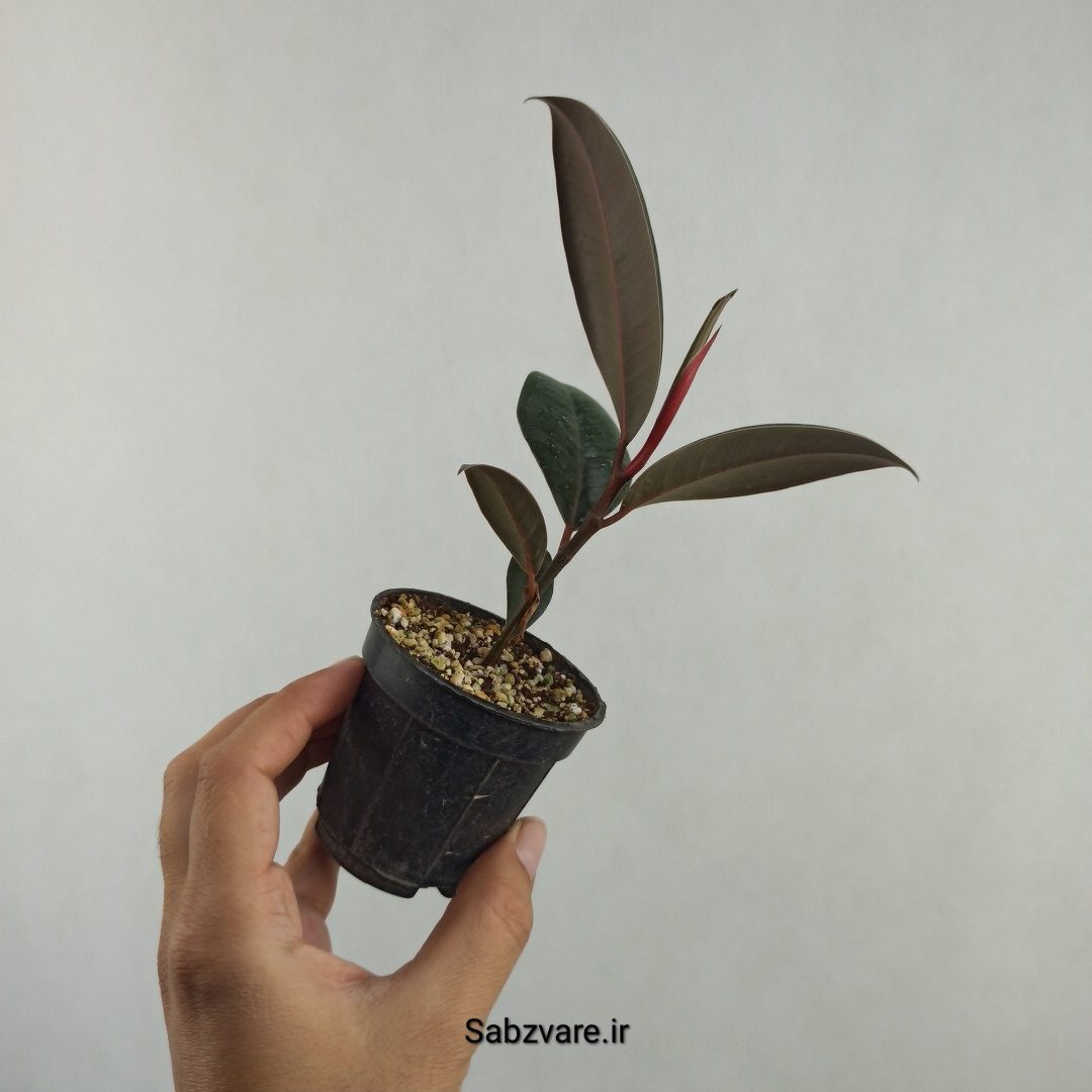 فیکوس سوپر بلک (25746) - Image 3
