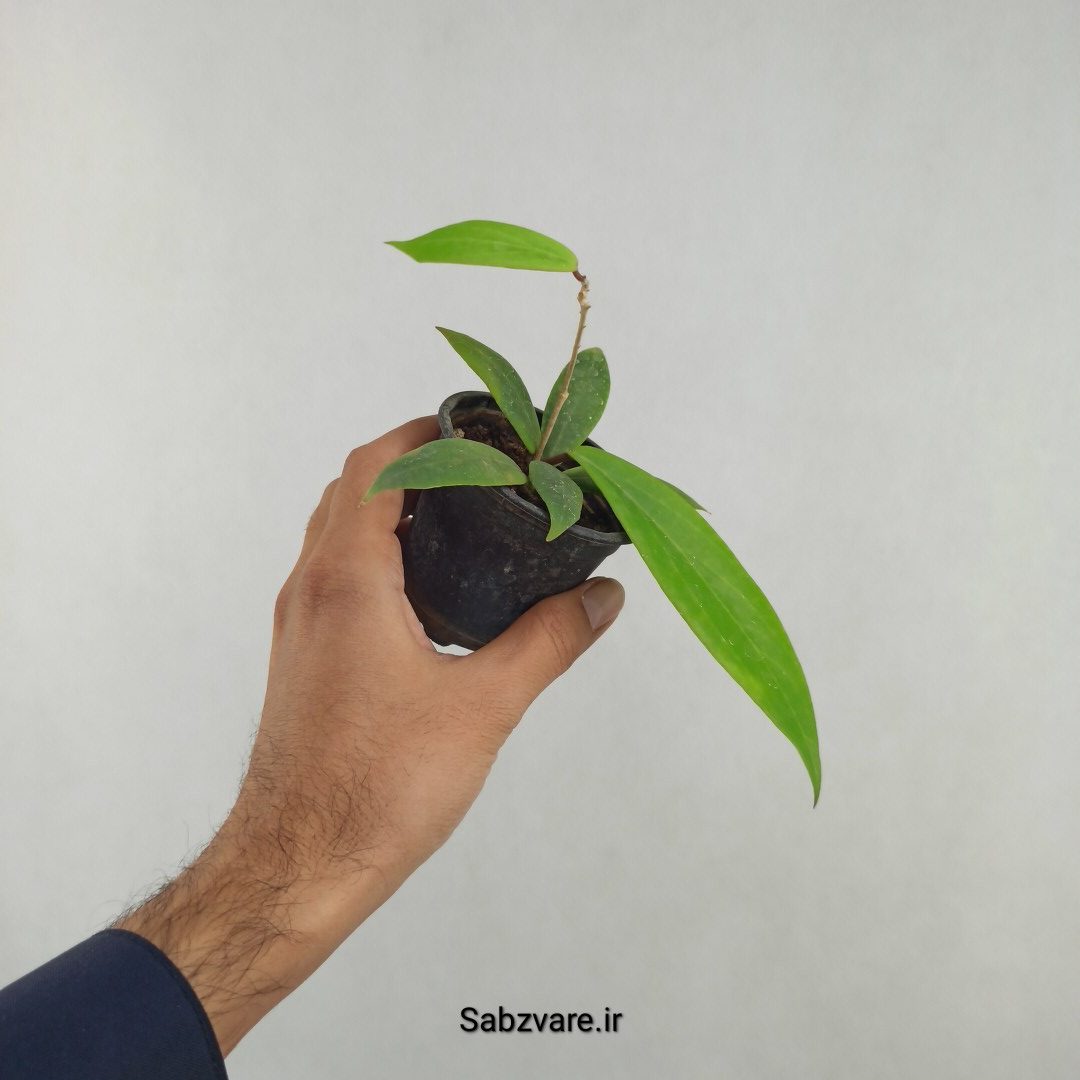 هویا ایلیگرام (25750)