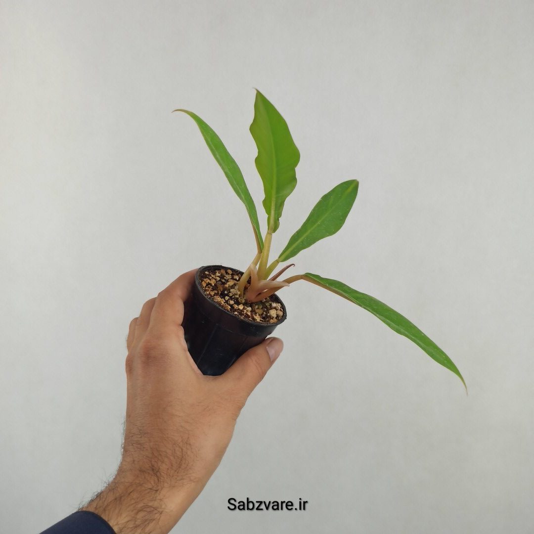 فیلودندرون کنگره سبز (25751)